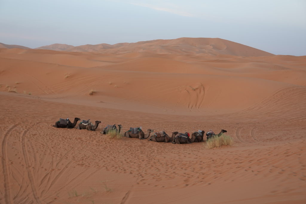 Camels resting in Sahara Desert