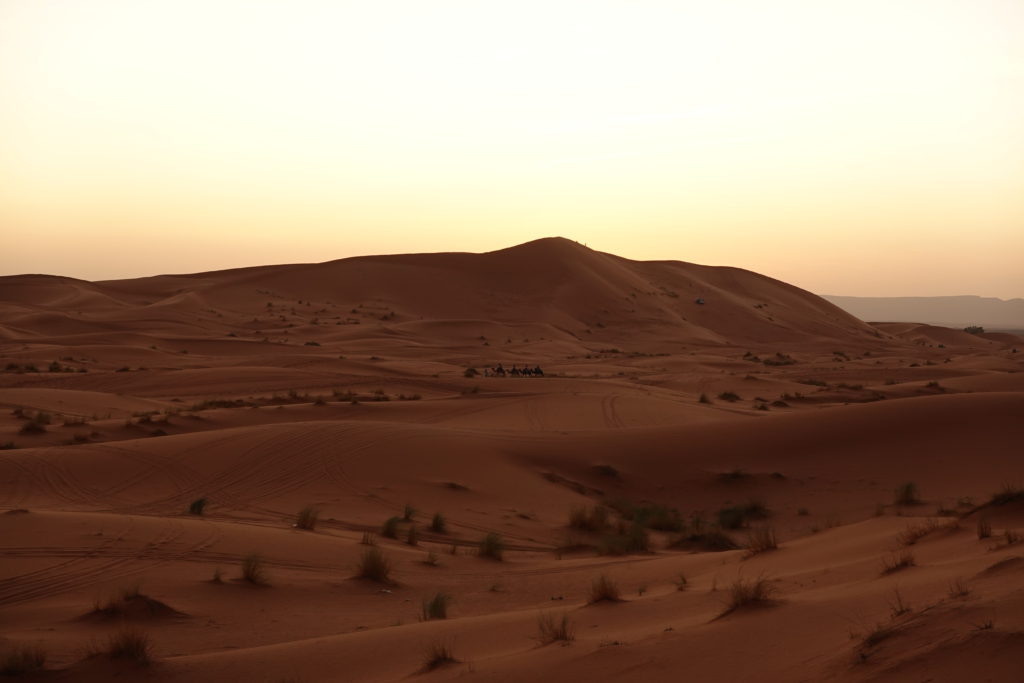 Sahara Desert with camels in the distance 